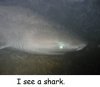 Shark.jpg