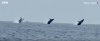 whales.jpg