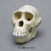 product-564-main-original-1428012258.jpg