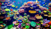 greatbarrierreef.jpg