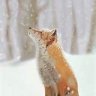 Snowshy