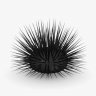 faceurchin
