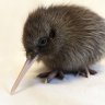 petthebirb